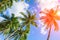 Palm tree crown on cloudy sky. Sunny tropical island toned photo. Sunshine on palm leaf.