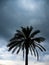 Palm tree in a cyclone storm Lefkas