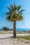 Palm tree Cyprus Mediterranean
