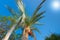 Palm tree with data fruits against a beautiful blue sky with bright sun