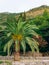 Palm tree. Date tree in Montenegro.