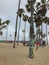 Palm tree decorated or destroyed with graffiti at Venice Beach