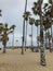 Palm tree decorated or destroyed with graffiti at Venice Beach