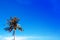 Palm tree on deep blue sky photo. Coco palm tree leaf banner with place for text.