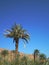 Palm Tree in Desert