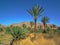 Palm Tree in Desert against blue sky