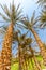 Palm tree in desert Liwa