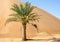 Palm tree in desert Liwa dunes