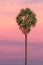 Palm tree on dramatic sunset background