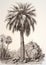 Palm tree drawing in sepia tone