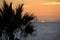 Palm tree at dusk on Pacific Beach