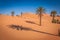 Palm tree in Erg Chebbi, at the western edge of the Sahara Desert