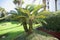 Palm Tree Evergreen Plant