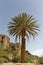 Palm tree in Fint Oasis near Ouarzazate town located very near the sahara desert in Morocco