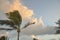 Palm tree on a Florida beach.