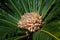 Palm tree flower. Detail of a palm blossom in full sun