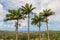 Palm Tree in Flower Forest Botanical Gardens, Barbados. Jungle. Landscpe with Ocean Water