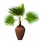 A palm tree in a flowerpot. Pam tree Livistona Rotundifolia in