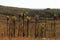 Palm tree forest devastated by drought, Trinidad, Cuba