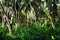 Palm tree forest on Isla Grande