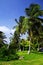 Palm tree forest on Isla Grande