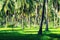 Palm tree forest on Isla Grande