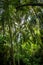 Palm Tree Forest - Tayrona Natural National Park, Colombia