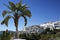 Palm tree with Frigiliana in the background, Andalusia, Spain