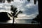 Palm tree in front of Parlatuvier beach on the tropical Caribean island of Tobago