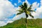 Palm tree in front of a typical mountain in Oahu, Hawaii