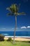 Palm tree in front of Ulua Beach, south Maui, Hawaii, USA
