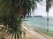 A palm tree fruit and the swings on the thai beach