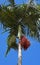 Palm tree fruits, Archontophoenix alexandrae