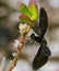 Palm tree fruits, blurred background. Coconuts