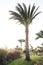 Palm tree on garden background neat sea