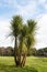 Palm tree on golf course