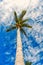 Palm tree with green leaves on long trunk, blue sky