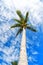 Palm tree with green leaves on long trunk, blue sky