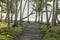 Palm tree grove path in Sumatra