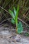 Palm Tree Growing from Coconut