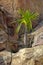 Palm tree growing on rocks