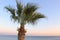 Palm tree growing on the shore of the Aegean landscape