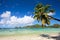 Palm tree hanging over beach