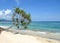 Palm tree hanging over beach with ocean