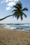 A palm tree hangs over a sandy beach in Sri Lanka.