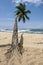 A palm tree hangs over a sandy beach in Sri Lanka.