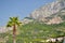 Palm tree with high croatian mountain Biokovo