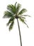 Palm tree isolated