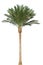 Palm tree isolated