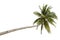 Palm tree isolated